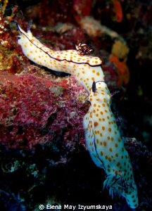 Beautiful risbecia (Risbecia pulchella) - to 12 cm, often... by Elena May Izyumskaya 